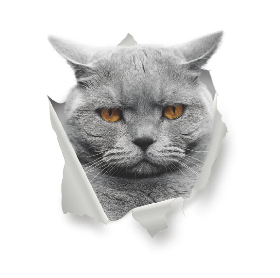 GRUMPY KITTY CAT ANIMALS WALL BREAK 3D WALL STICKER MURAL ART Decal
