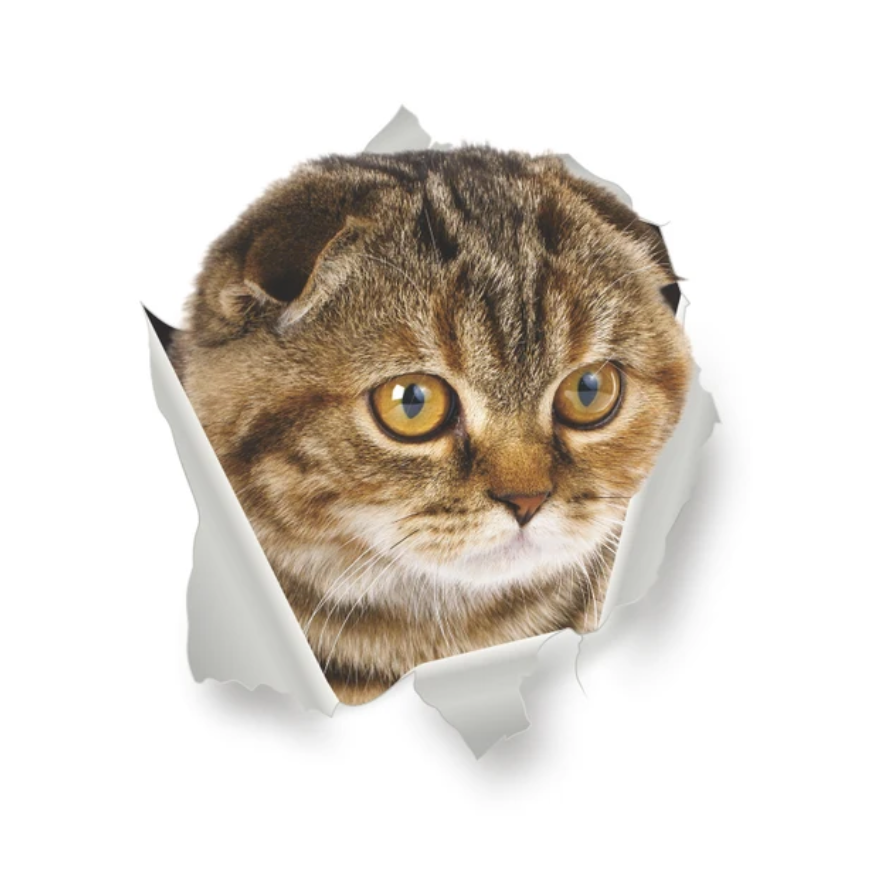 SCARED CAT KITTY ANIMALS WALL BREAK 3D WALL STICKER MURAL ART Decal