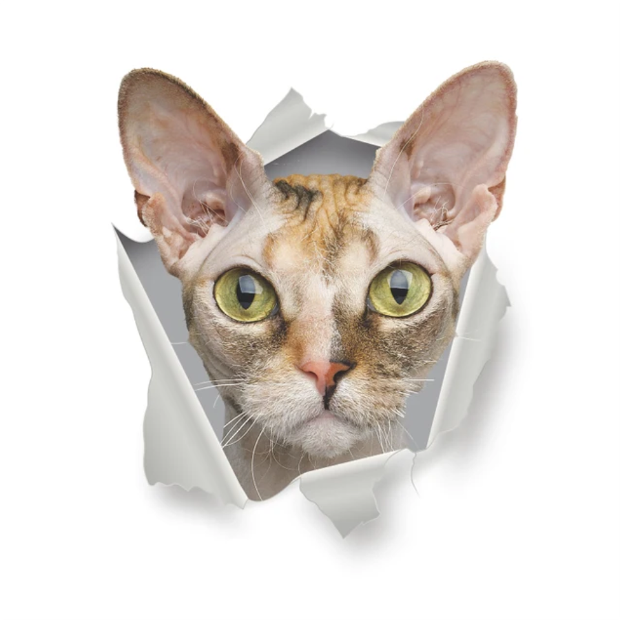 SPHYNX CAT KITTY ANIMALS WALL BREAK 3D WALL STICKER MURAL ART Decal