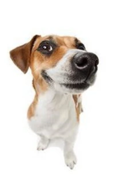 HAPPY PUPPY DOG CORGI BROWN WHITE ANIMALS 3D WALL STICKER MURAL ART Decal