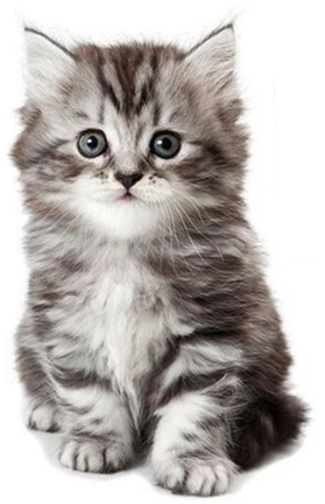 KITTY CAT KITTEN CUTE FLUFFY ANIMALS PAWS 3D WALL STICKER MURAL ART Decal