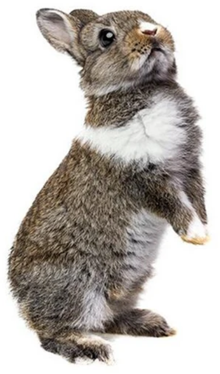 HOPPING BUNNY RABBIT CUTE ANIMALS PAWS BROWN WHITE 3D WALL STICKER MURAL ART Decal