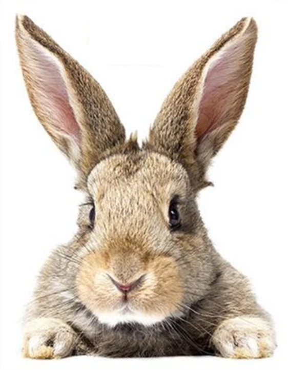 BUNNY RABBIT CUTE ANIMALS LYING DOWN PAWS BROWN WHITE 3D WALL STICKER MURAL ART Decal