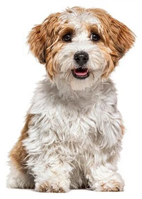 SMILING HAPPY PUPPY DOG FLUFFY FUR CUTE ANIMALS 3D WALL STICKER MURAL ART Decal