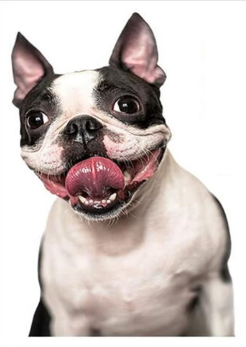 SMILING HAPPY PUG PUPPY DOG CUTE ANIMALS 3D WALL STICKER MURAL ART Decal