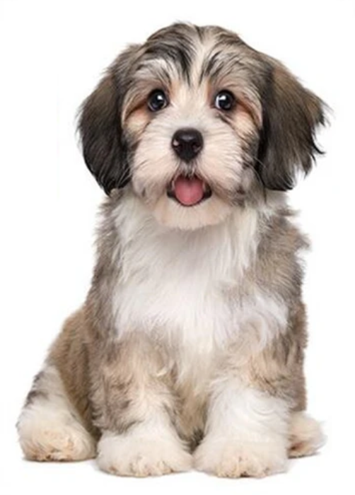 PUPPY DOG CUTE FLUFFY SITTING ANIMALS FUR 3D WALL STICKER MURAL ART Decal