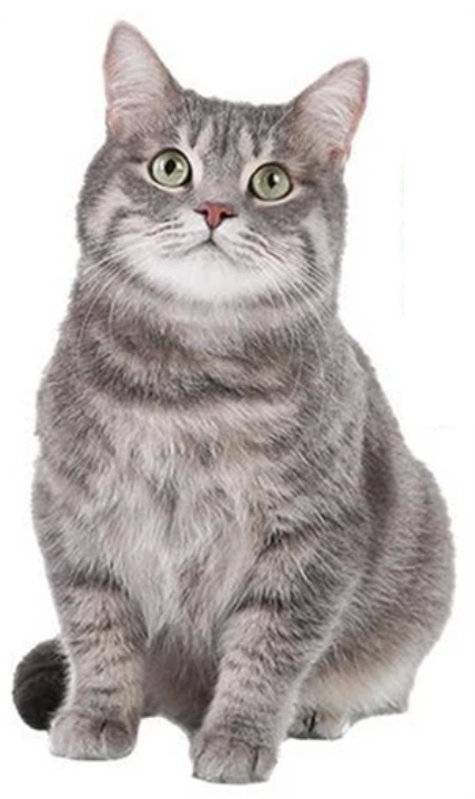 CAT KITTEN KITTY LOOKING UP CUTE ANIMALS 3D WALL STICKER MURAL ART Decal